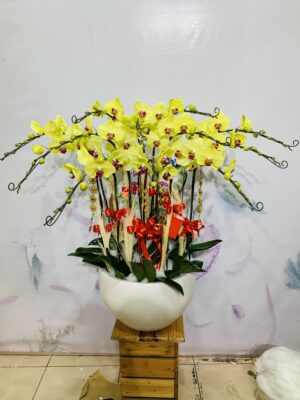 Chậu Lan Vàng 12 Cây S158