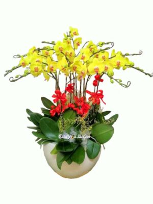 Chậu lan vàng 12 cây S157