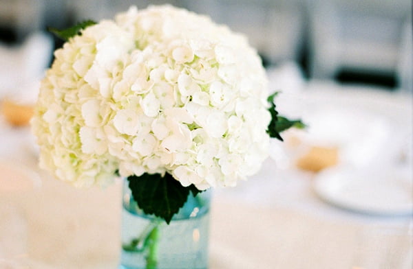 Hoa cẩm tú cầu màu trắng