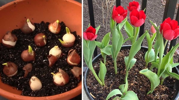 Cách trồng hoa tulip