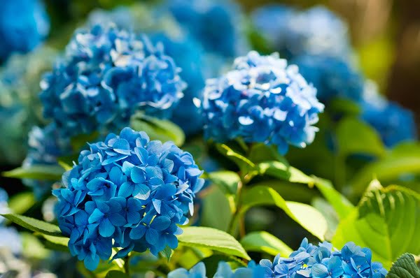 Hoa cẩm tú cầu màu xanh