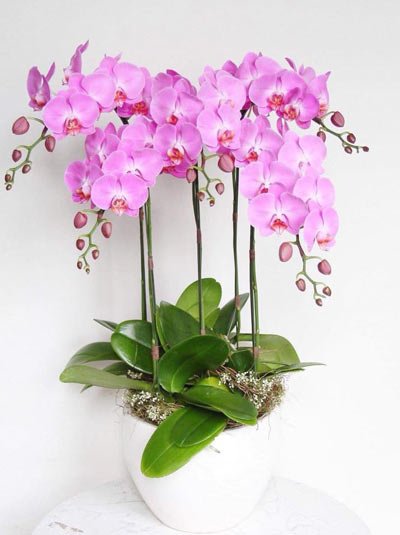 Điện hoa Quảng Ninh về hoa lan hồ điệp