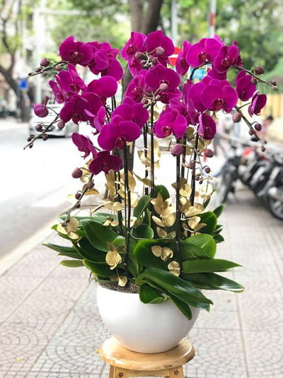 Điện hoa Thừa Thiên Huế - Dịch vụ hoa lan hồ điệp