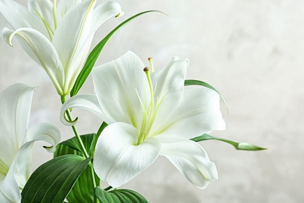 Hoa ly trắng