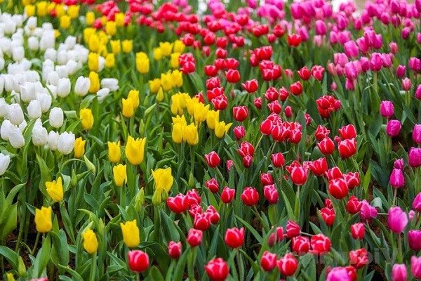 Đặc điểm hoa tulip