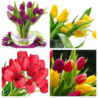 Nguồn gốc xuất xứ hoa tulip