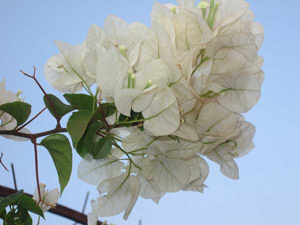 Hoa giấy trắng