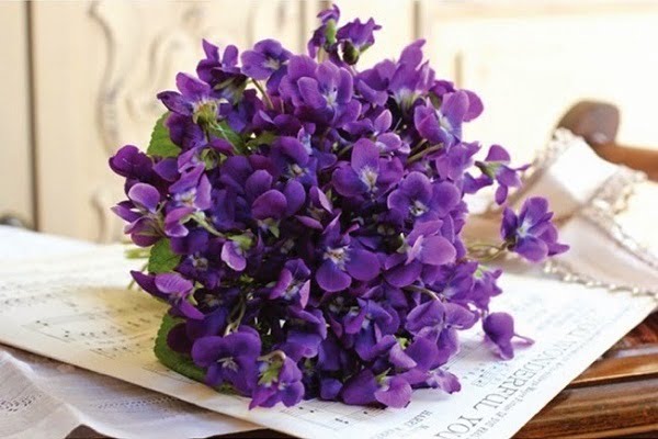 Ý nghĩa hoa violet