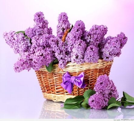 biến thành một loại bụi hoa có gai màu tím thơm ngát