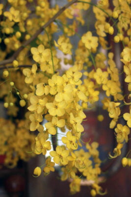 nó xuất hiện tại khu vực Trung Đông ở một số tỉnh thành phía Nam tại Pakistan