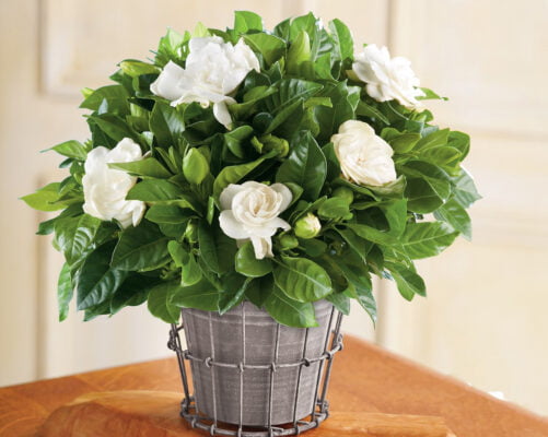 các cánh xếp chồng lên nhau, kích thước cánh khá to