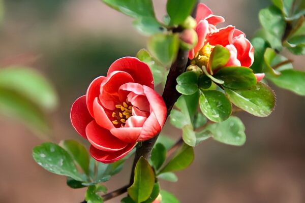 Một số đặc điểm của hoa hải đường