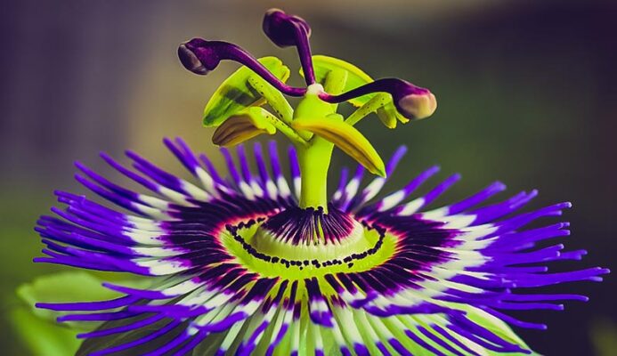 Cây hoa lạc tiên là giống cây gì?