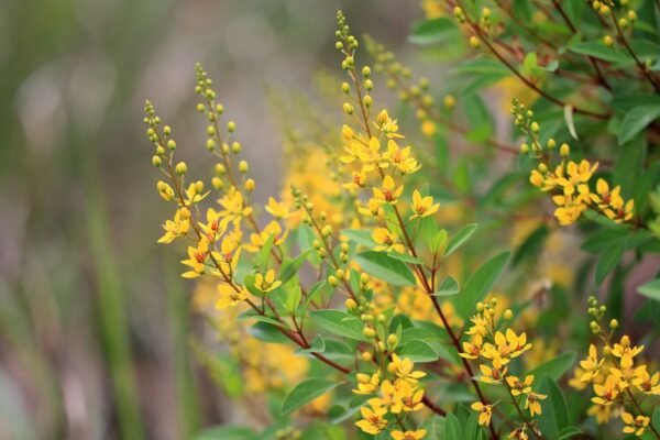 Xuất xứ hoa kim đồng