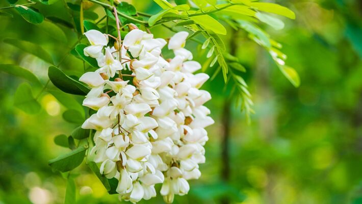 tên khoa học là Sophora japonica L