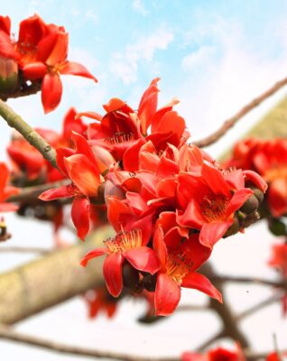 được phân loại theo từng vùng miền