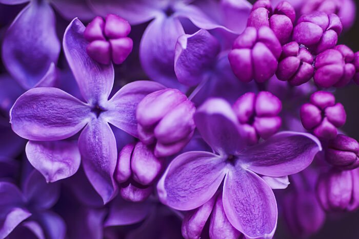 Nguồn gốc của loại hoa này có xuất xứ từ Ba Tư