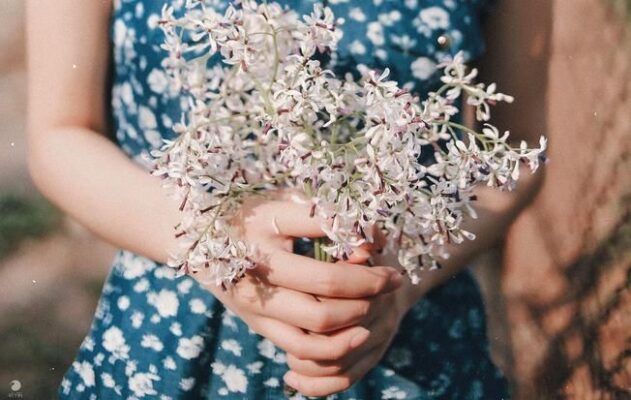 Tác dụng của cây hoa xoan 