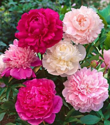 Ý nghĩa của hoa phù dung