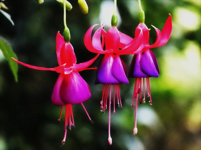 loại hoa này có tới hơn 100 loại khác nhau