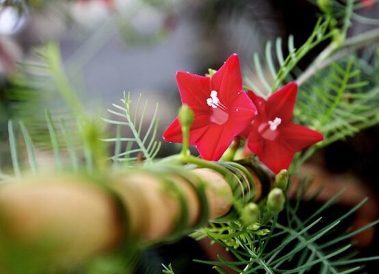 Lợi ích mà hoa tóc tiên mang lại