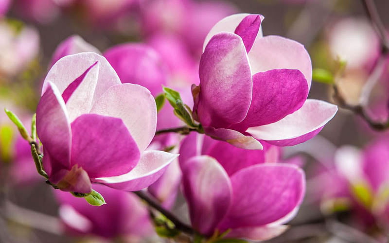 3 điều bạn cần biết về hoa mộc lan và phương pháp trồng hoa đỉnh nhất