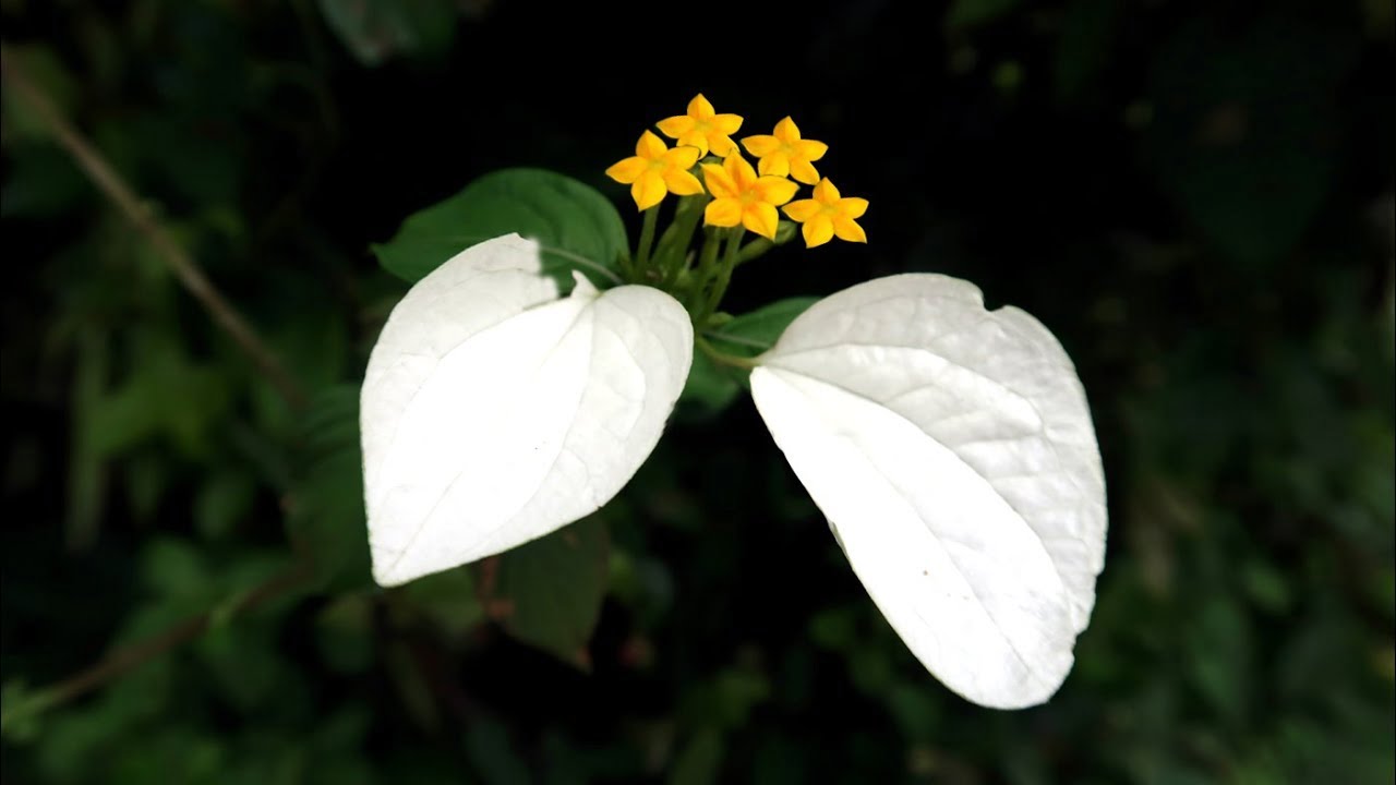 Giới thiệu về hoa bướm trắng