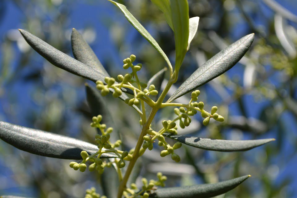 Biểu tượng của hoa oliu trong thần thoại Hy Lạp